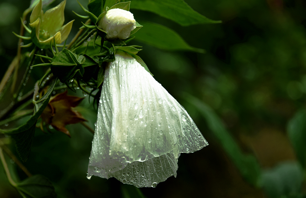 DSC_4838_.jpg