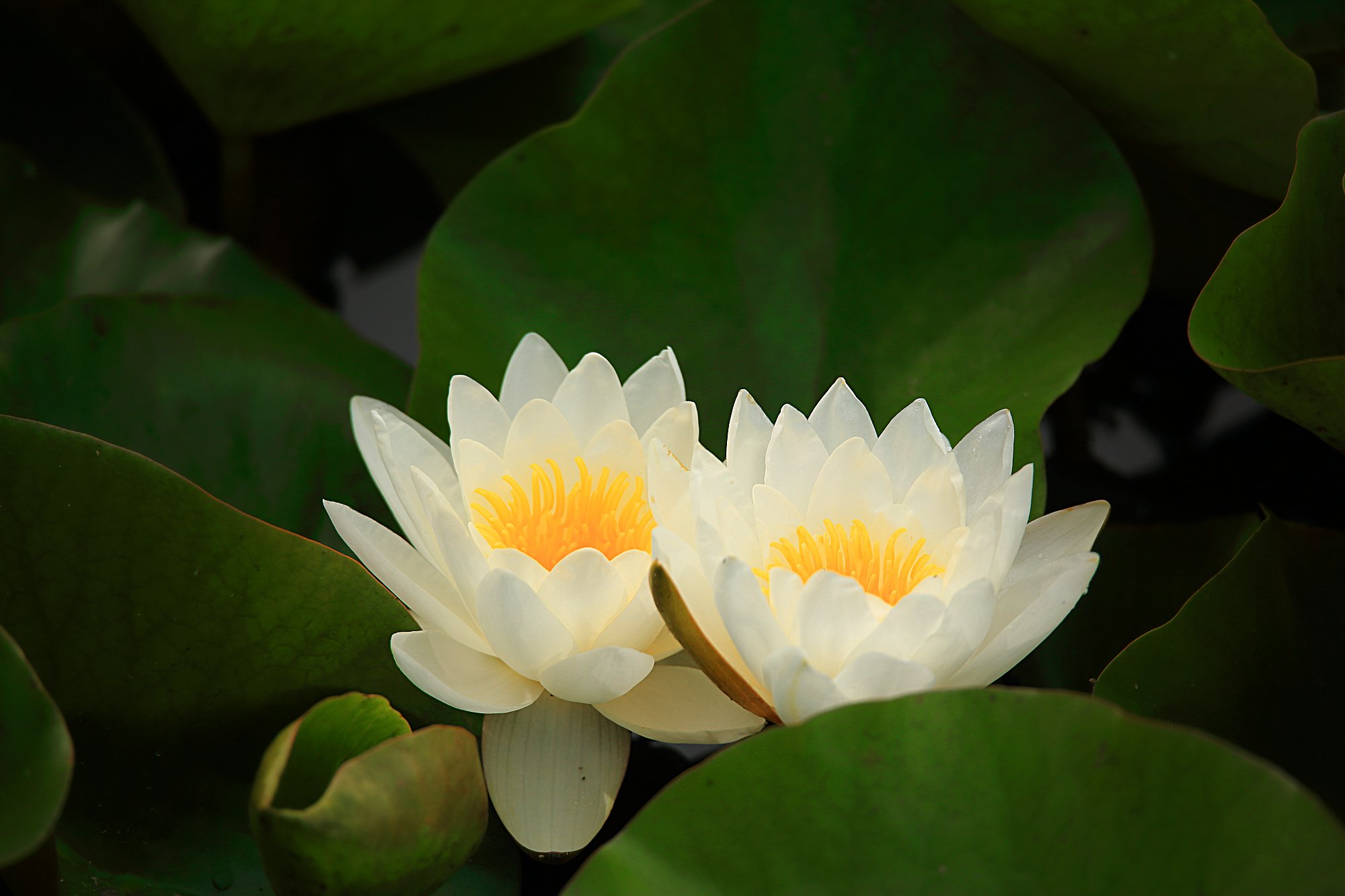 D50018.jpg