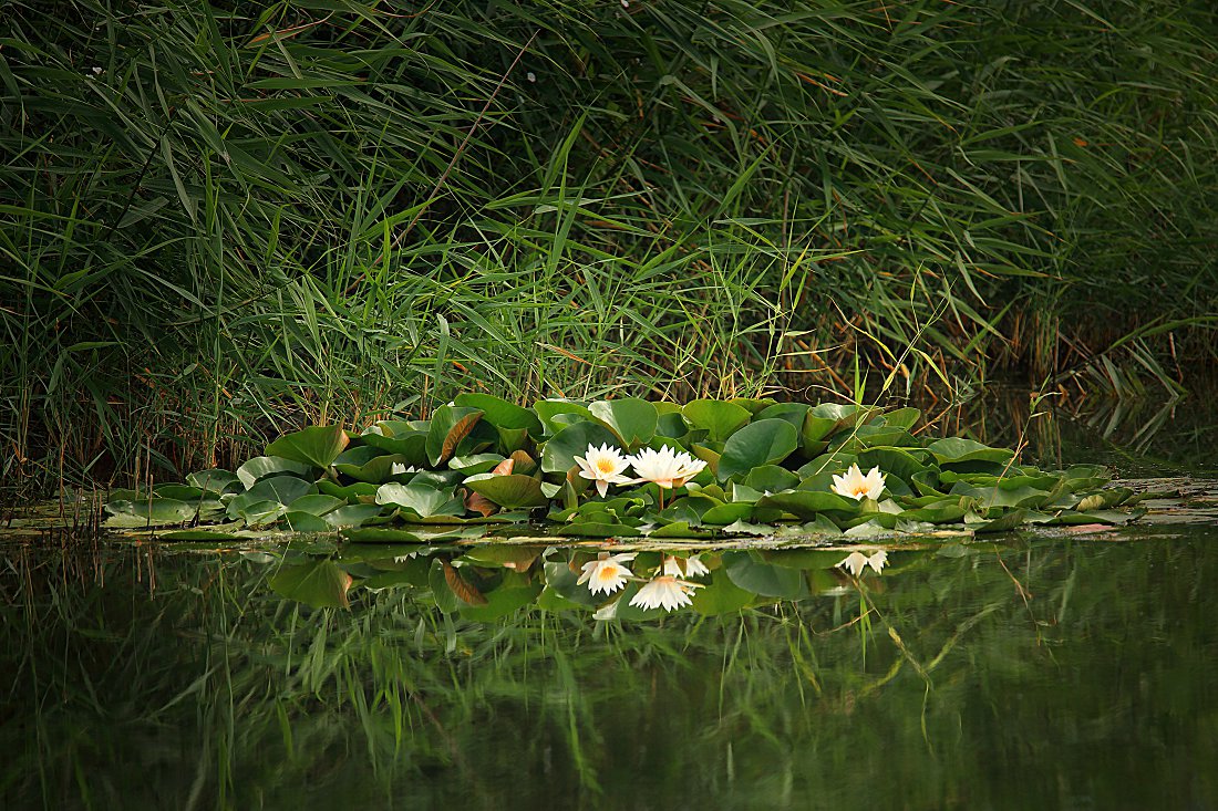 D50021.jpg