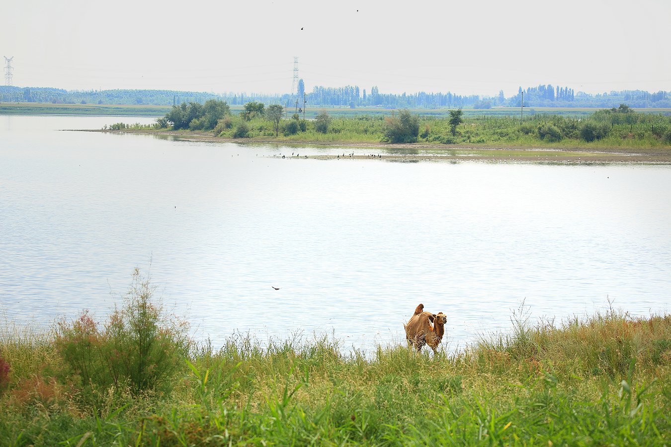 D50095.jpg