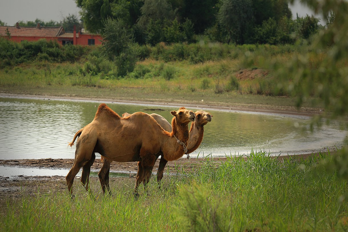D50096.jpg