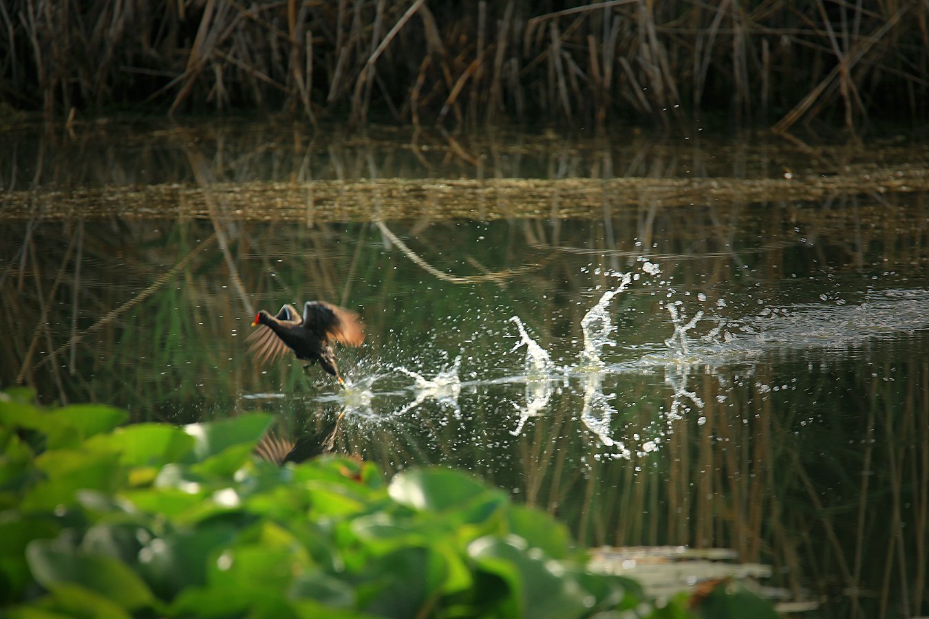 D50000.jpg