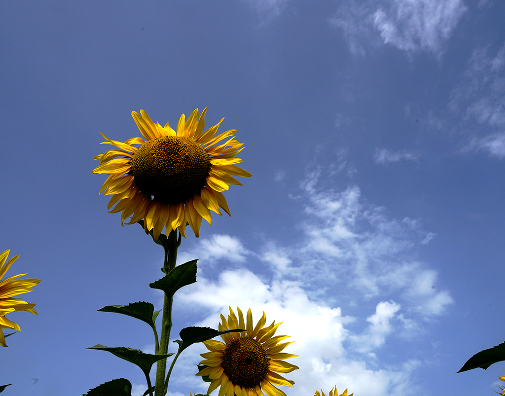 DSC02915.JPG