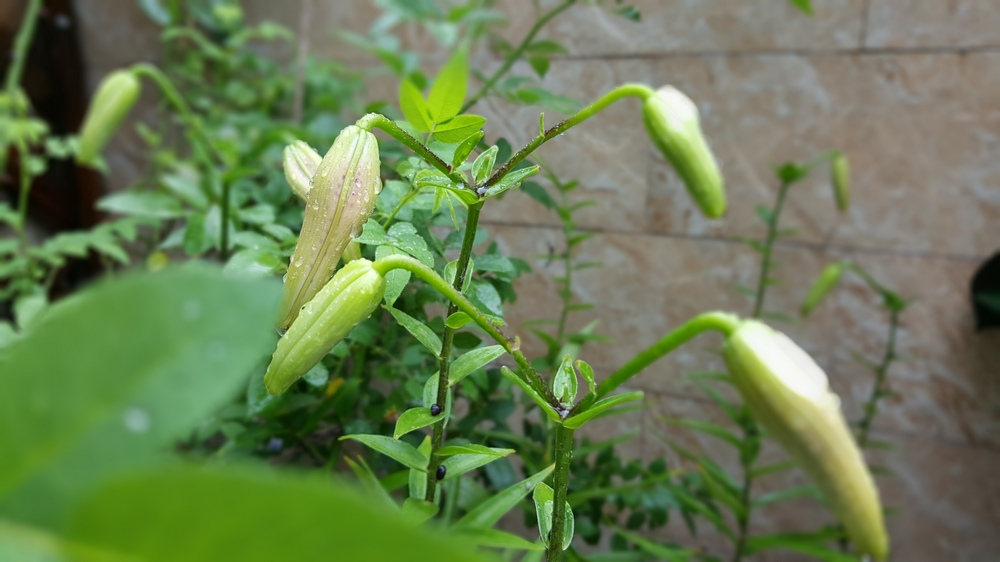 20160713_1244130.jpg
