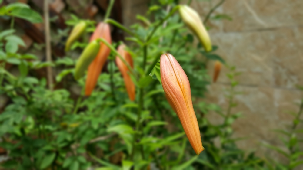 20160717_1039000.jpg