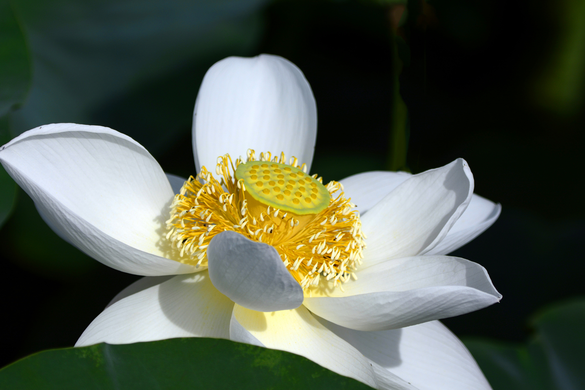 nEO_IMG__DSC3733.jpg
