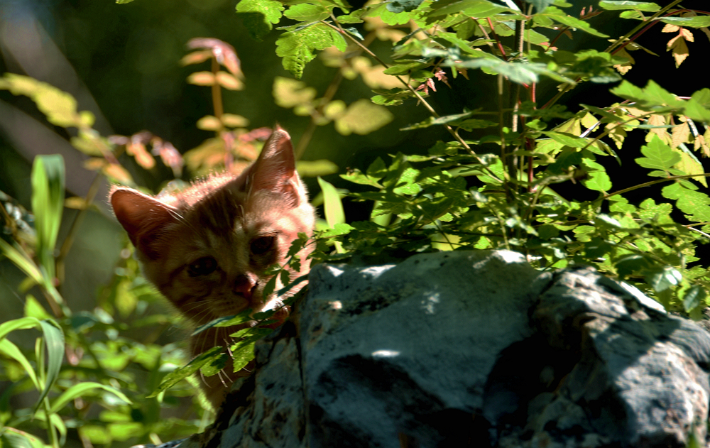 DSC_5687_.jpg