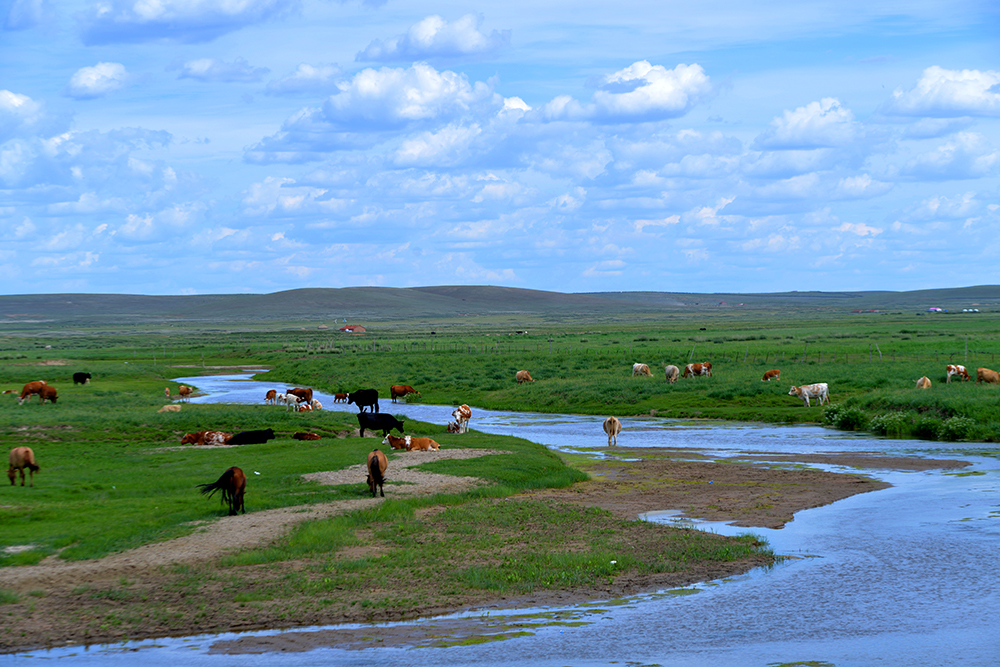 DSC_7929.JPG