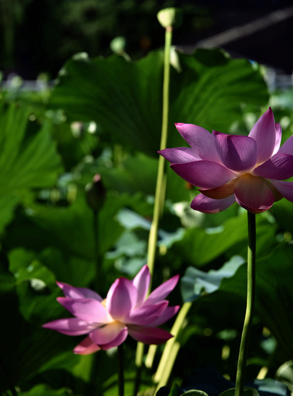 DSC_5743_.jpg