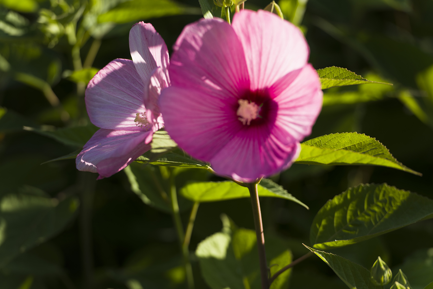 _DSC4278.JPG