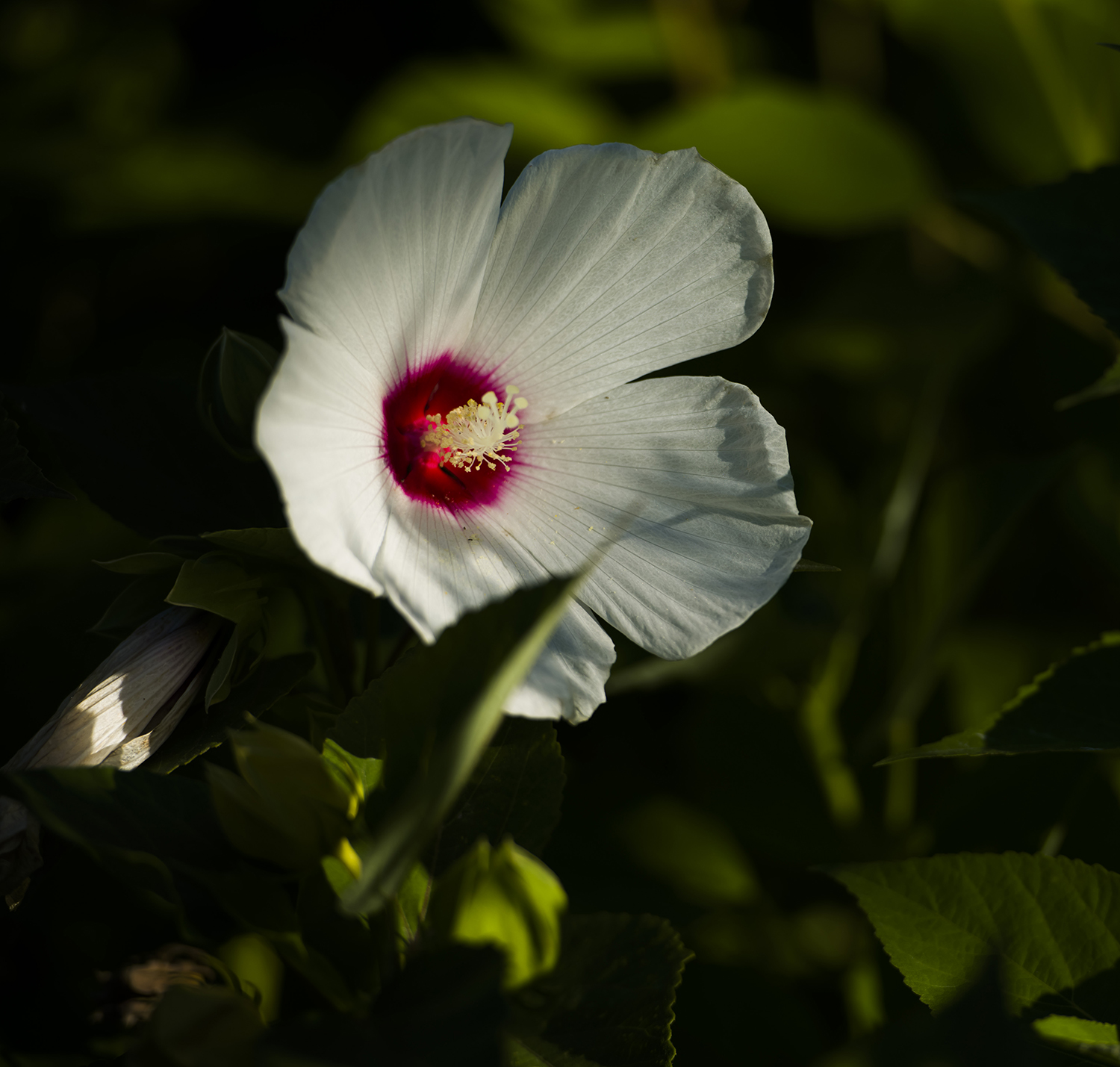 _DSC4286.JPG