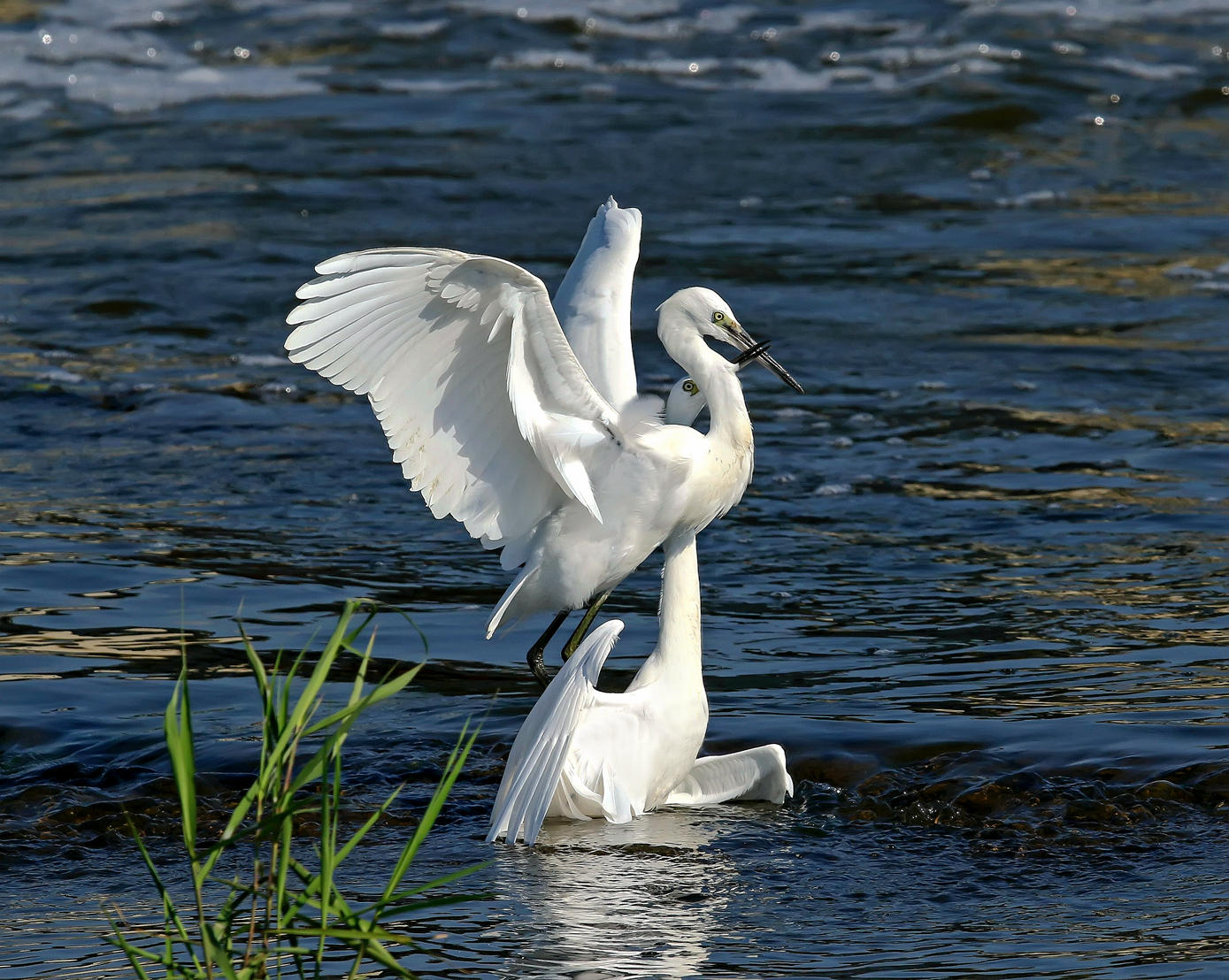 168A9605______.jpg