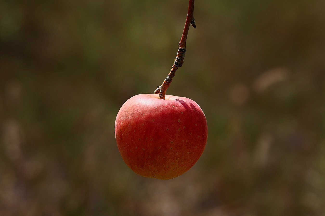 QA7231.jpg