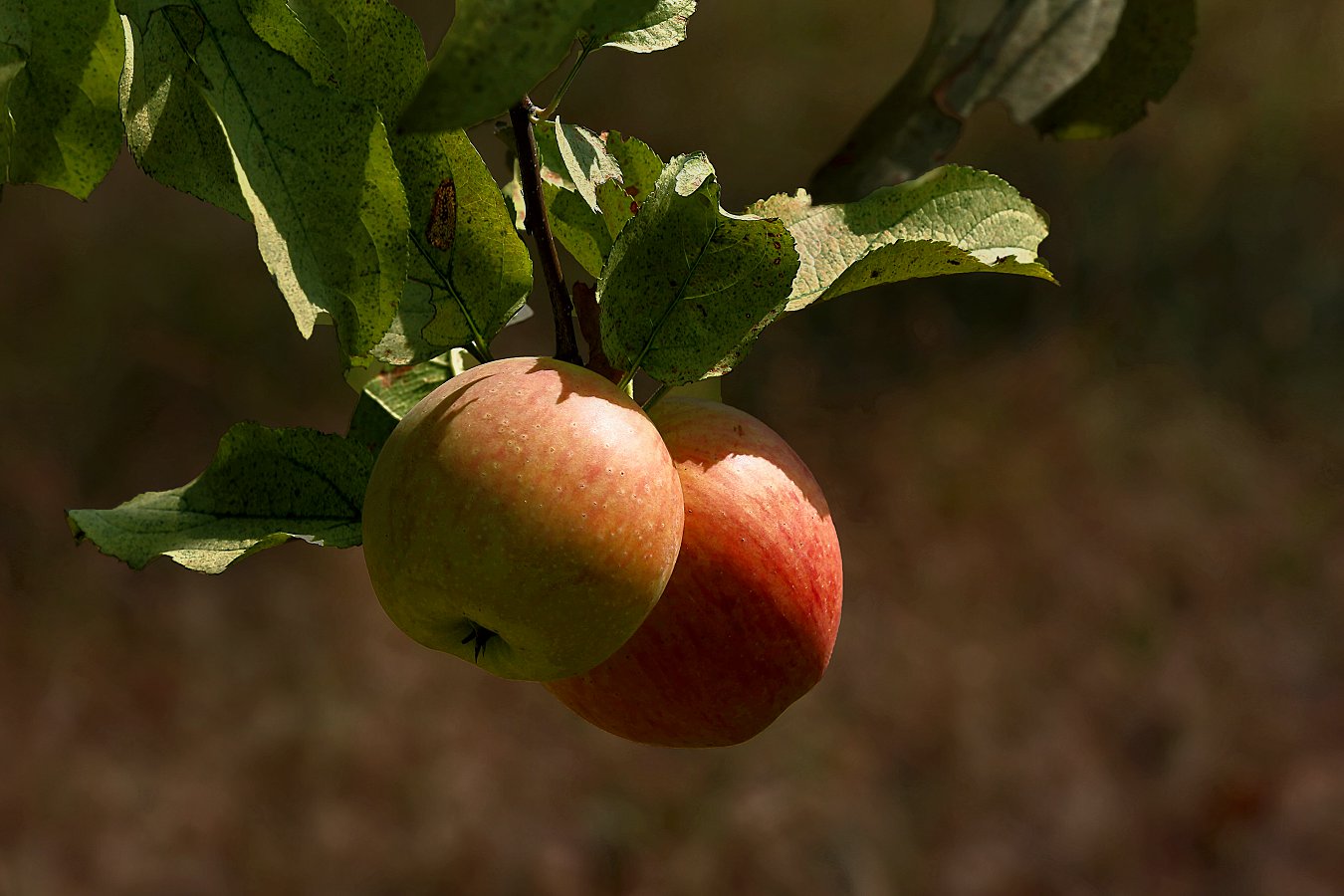 QA7234.jpg