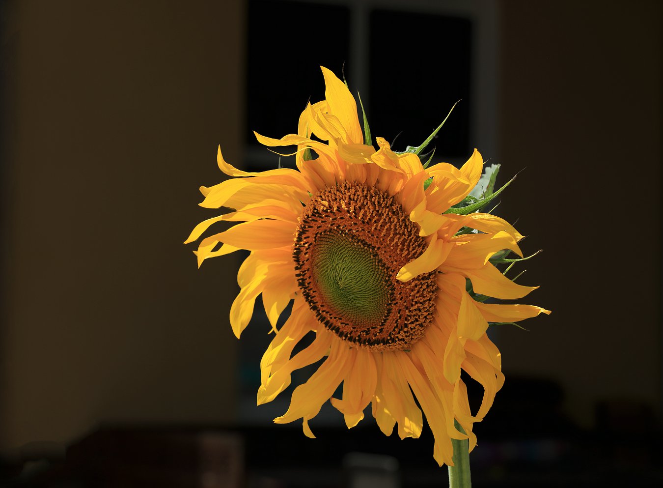IMG4531.jpg