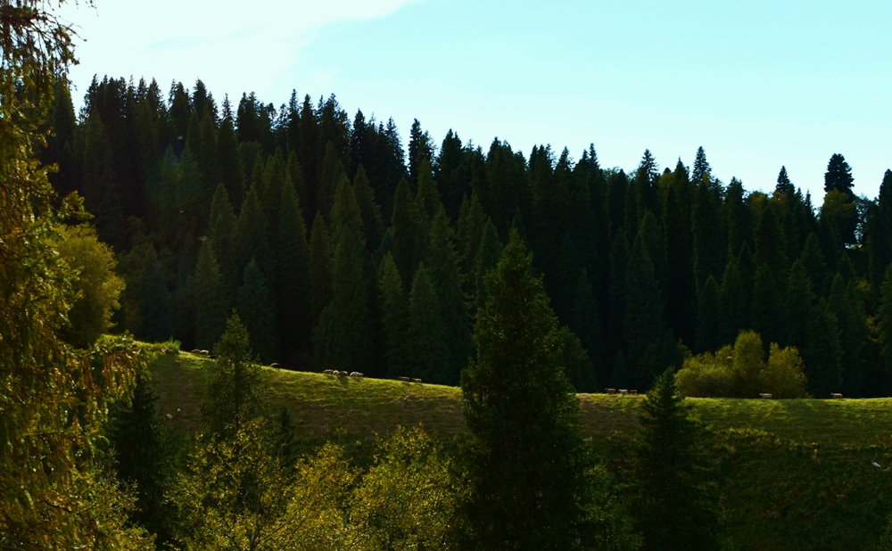 DSC_8501_.jpg