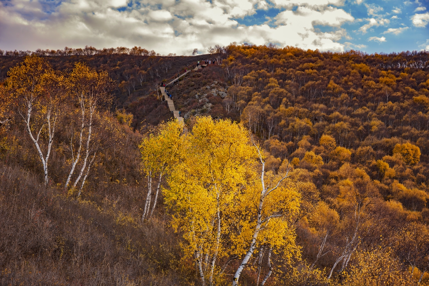 _DSC0500-01-g.jpg