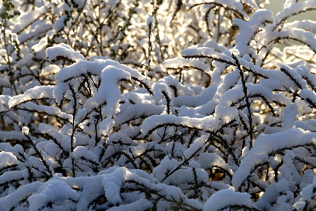 DSC08054.JPG