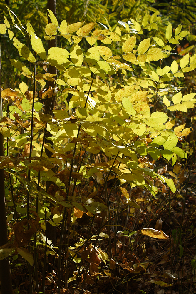 IMG_9866.jpg
