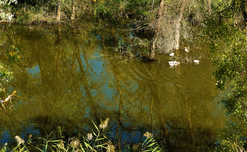 DSC_0654__.jpg