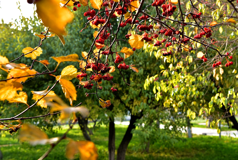 DSC_1333_.jpg