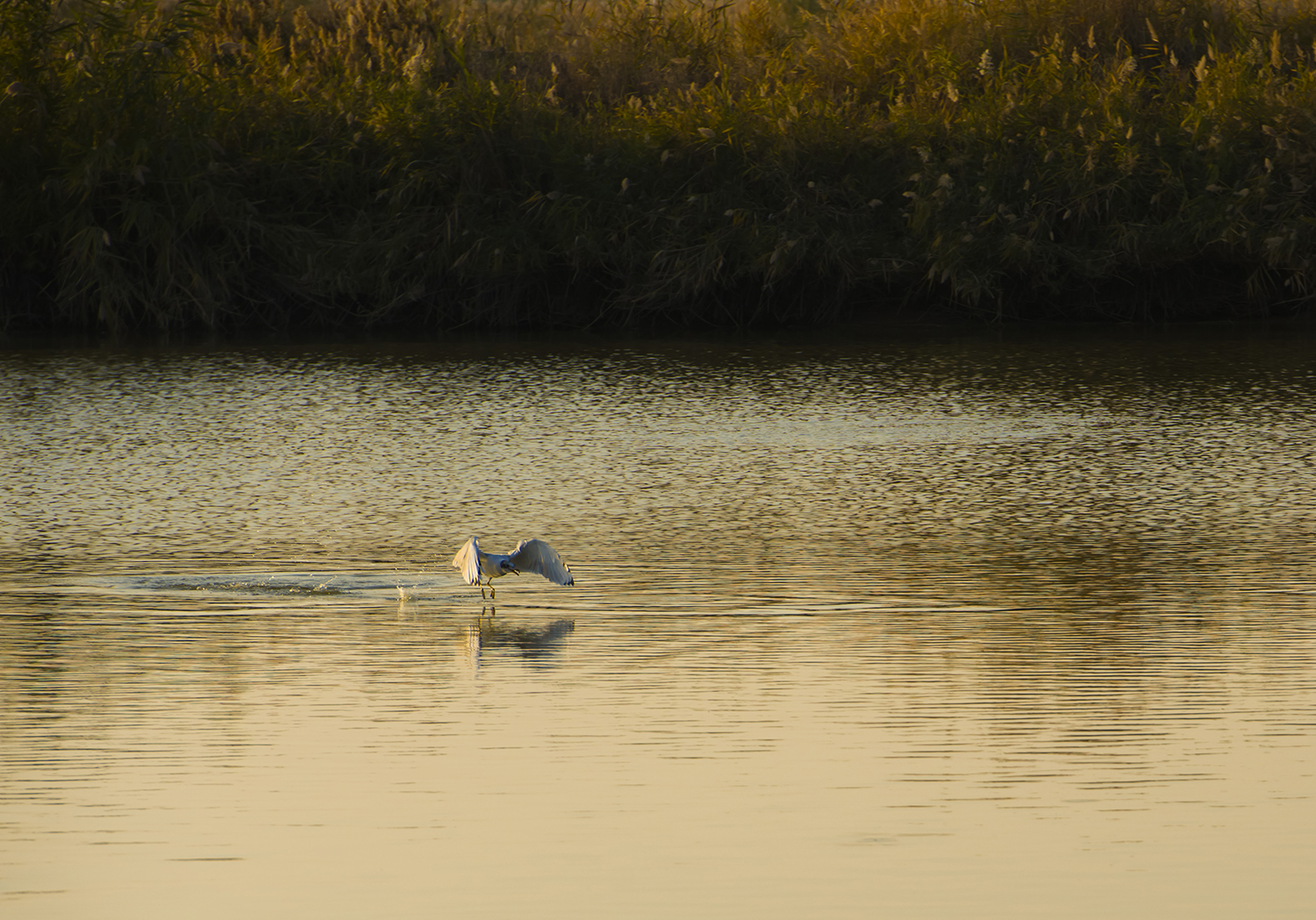 _DSC6003.JPG