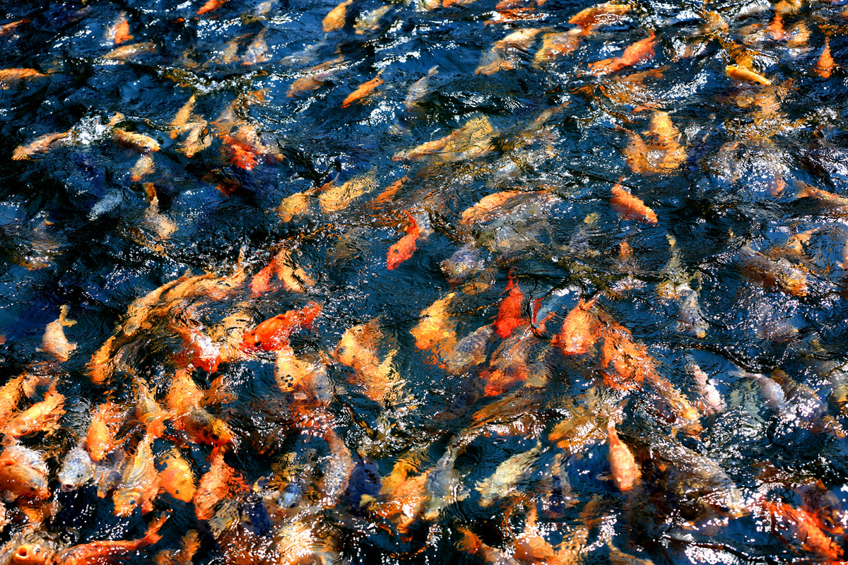 CC5A0820.1200w.jpg
