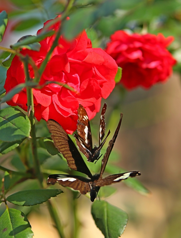 4U4A07240.jpg