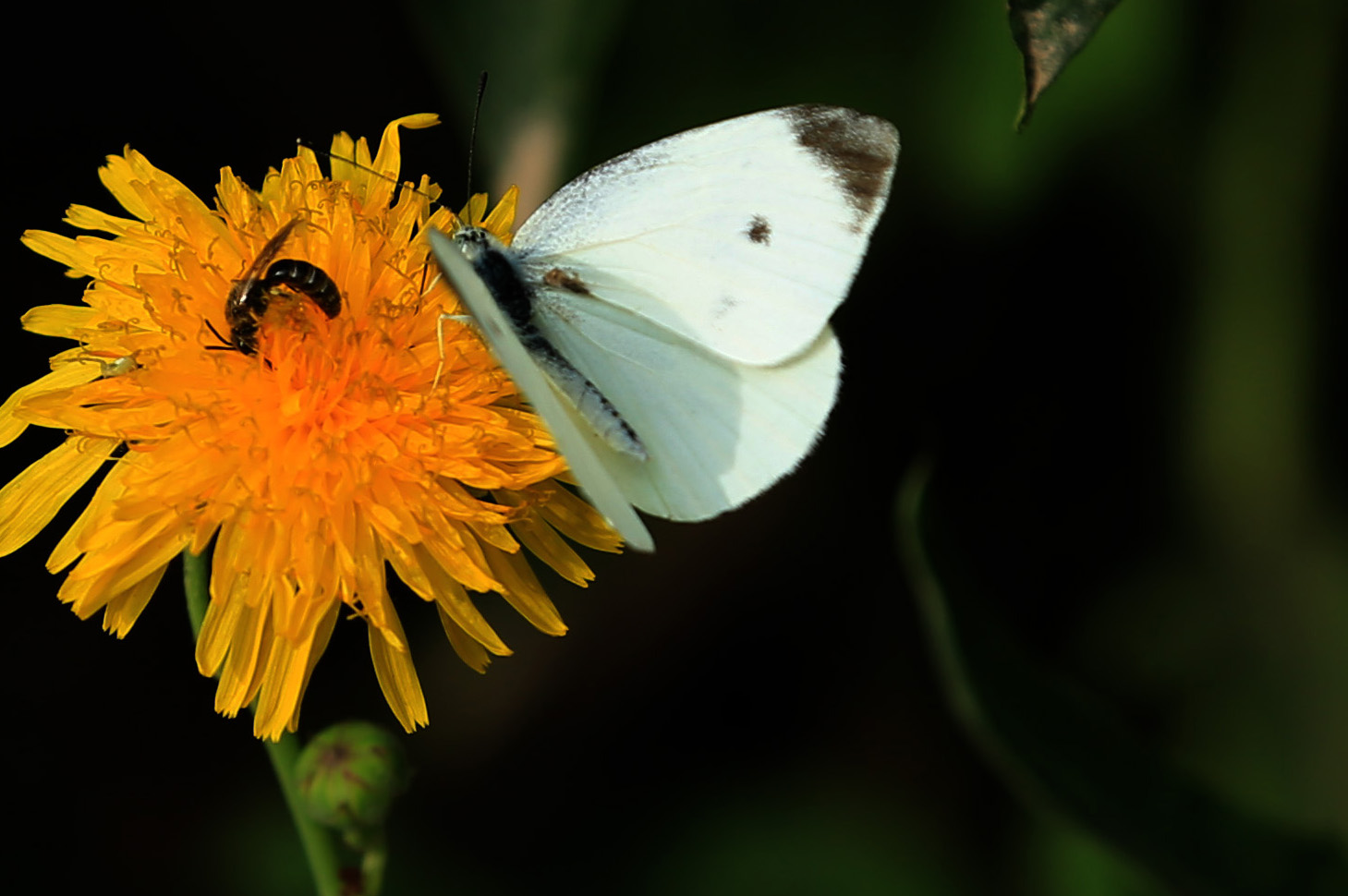 CC5A0032.1459w.jpg
