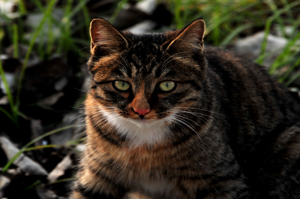 DSC_0716.jpg
