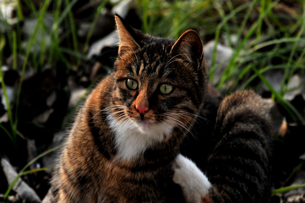 DSC_0718===.jpg