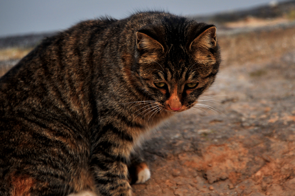DSC_0720.jpg