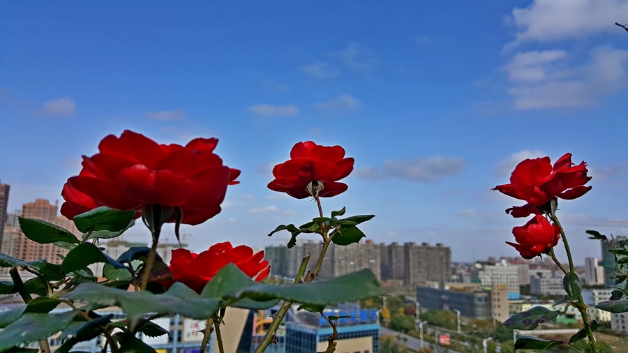20161116_1127090.jpg
