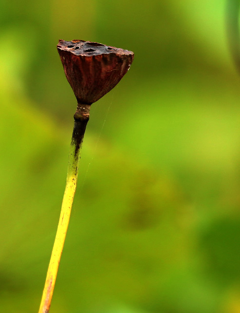 CC5A0257.493w.jpg