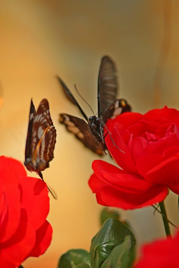 ڹ׸ǻ֮£ĸѡ