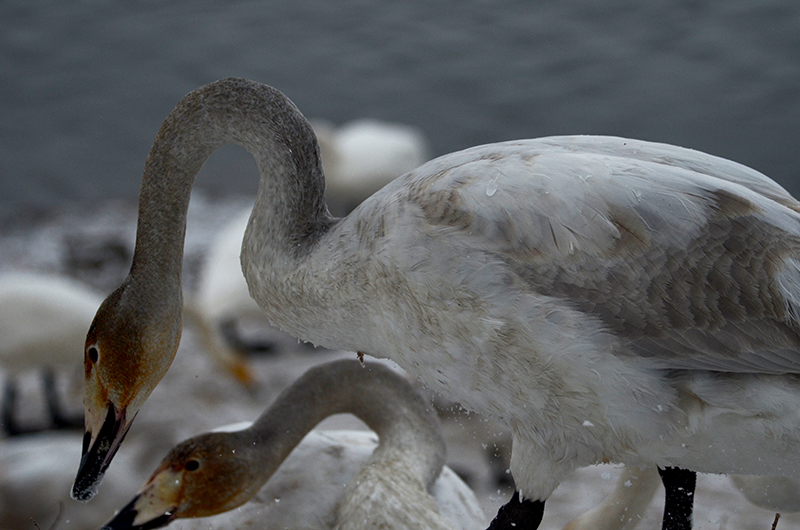 DSC_3726.JPG