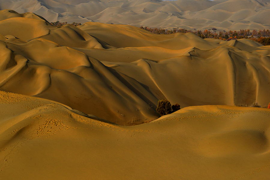 DSC_0918.JPG