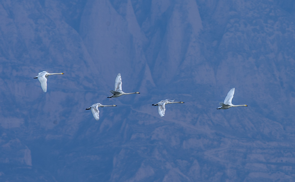DSC_4456.jpg
