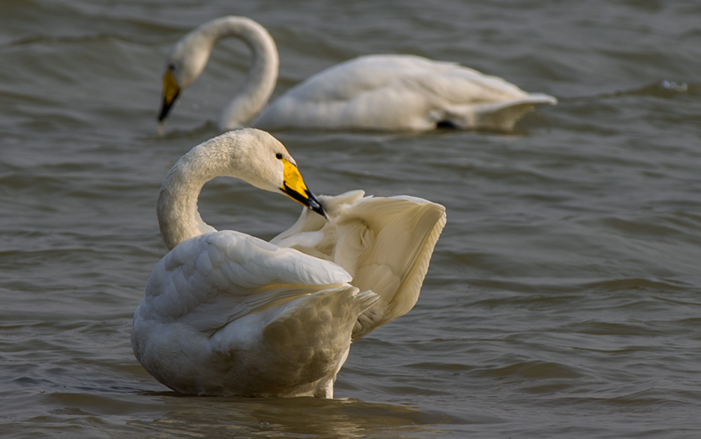 DSC_4483.jpg