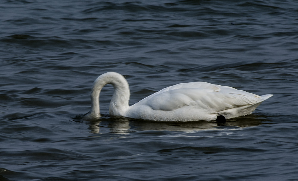 DSC_4546.jpg