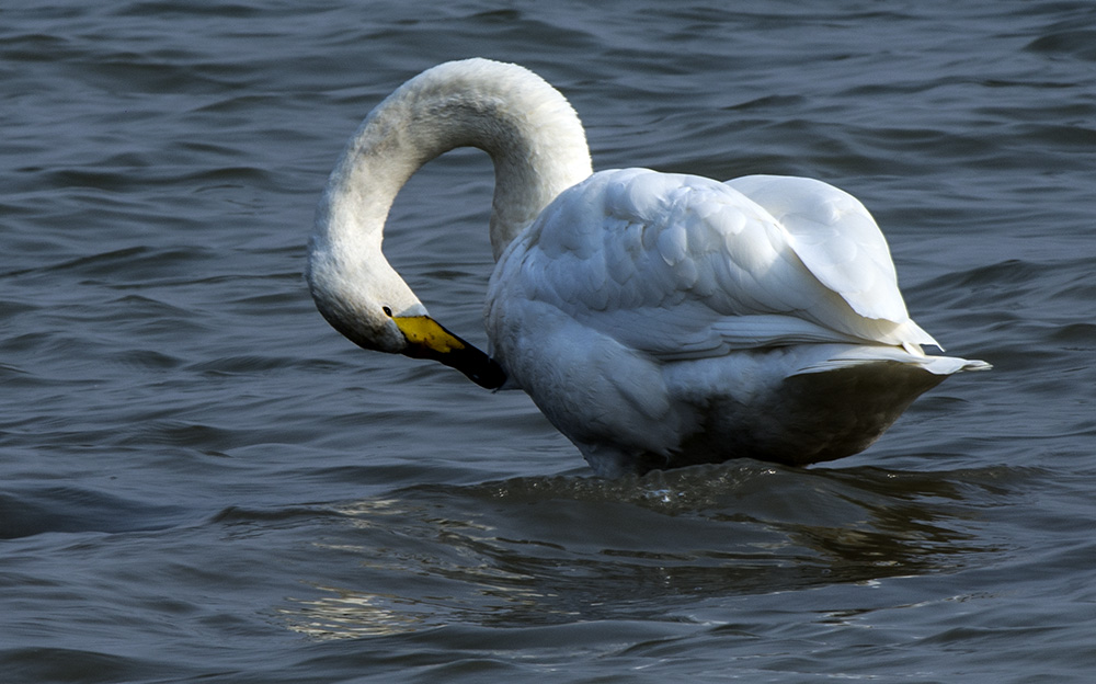 DSC_4560.jpg