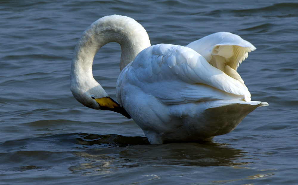 DSC_4561.jpg