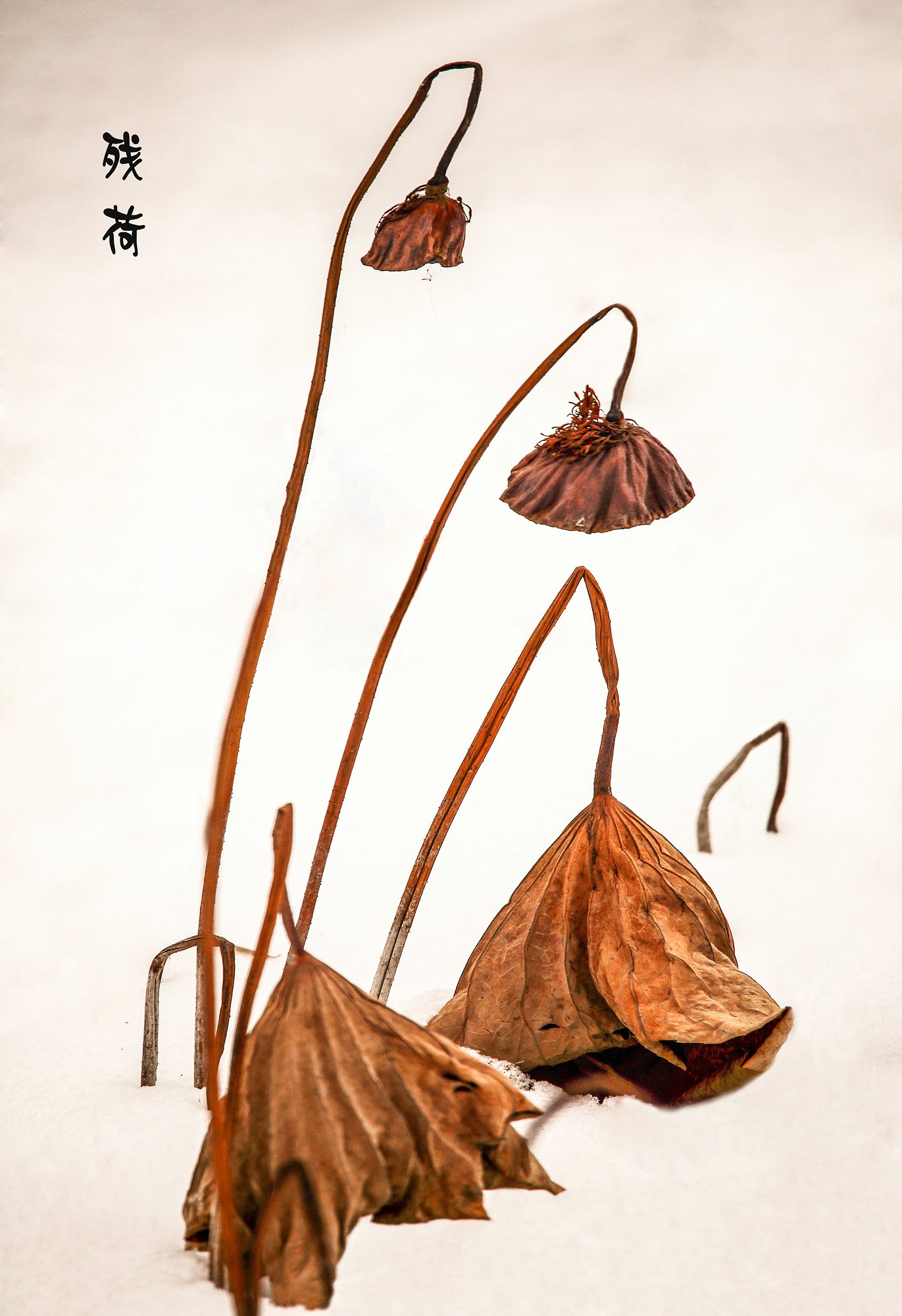 QAQ6645.jpg