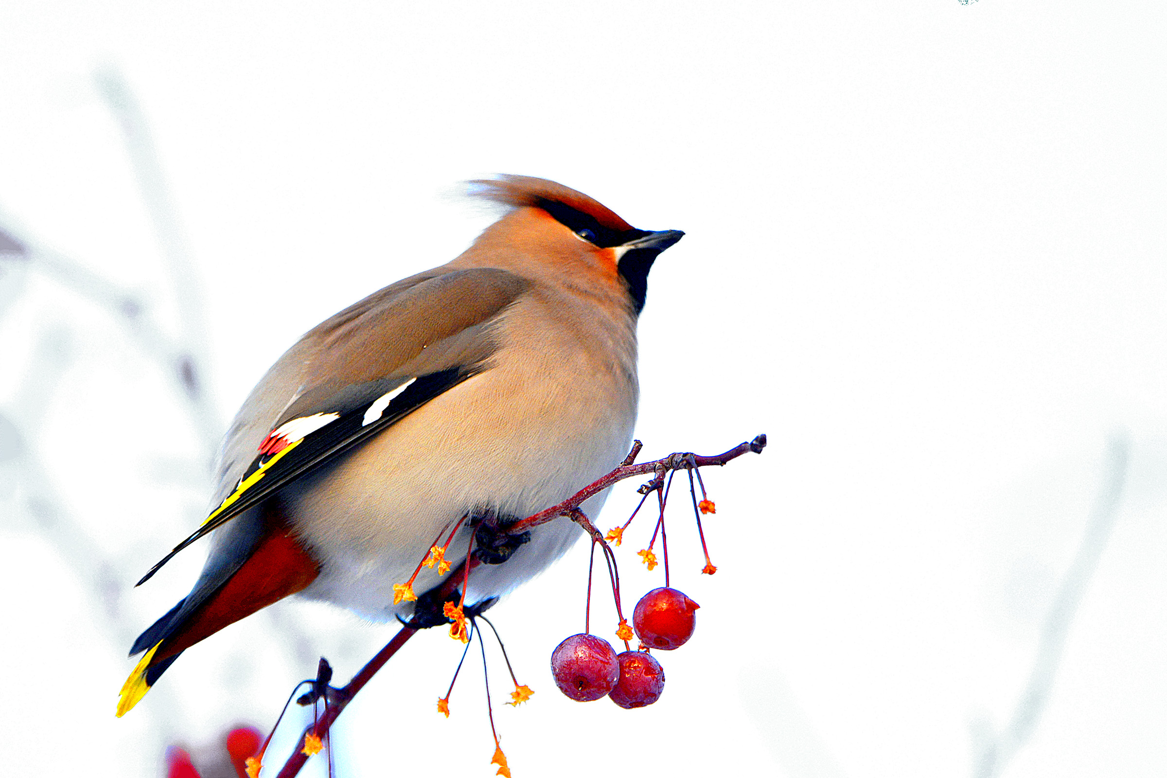 _DSC6275.jpg