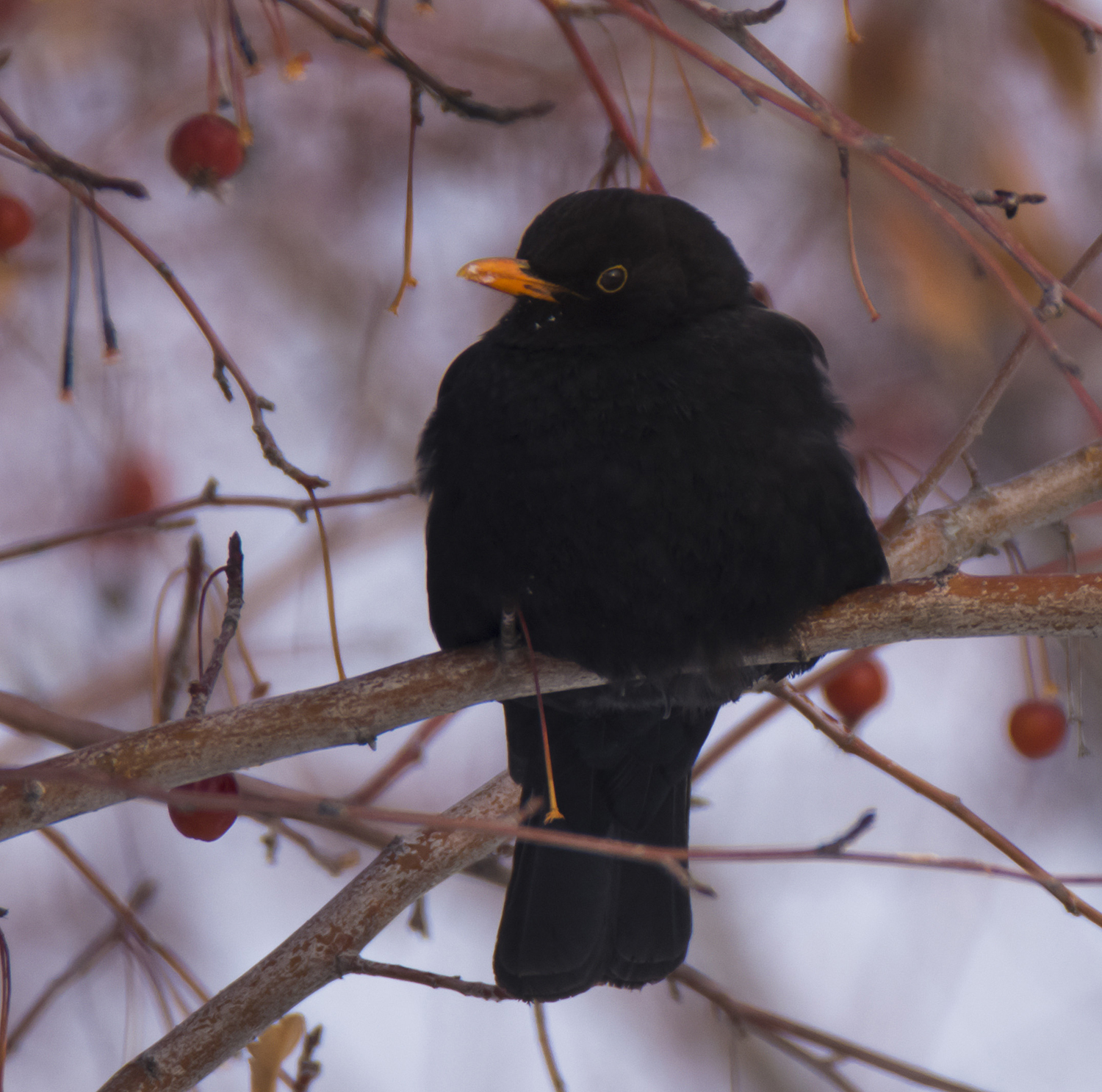 _DSC7096.JPG