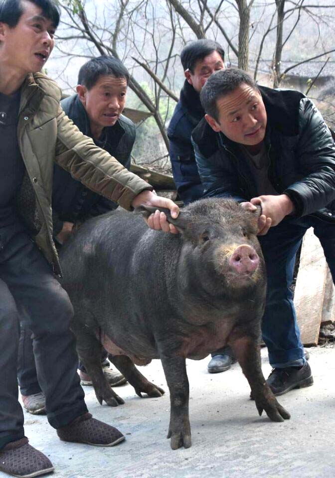 Ŀӣ