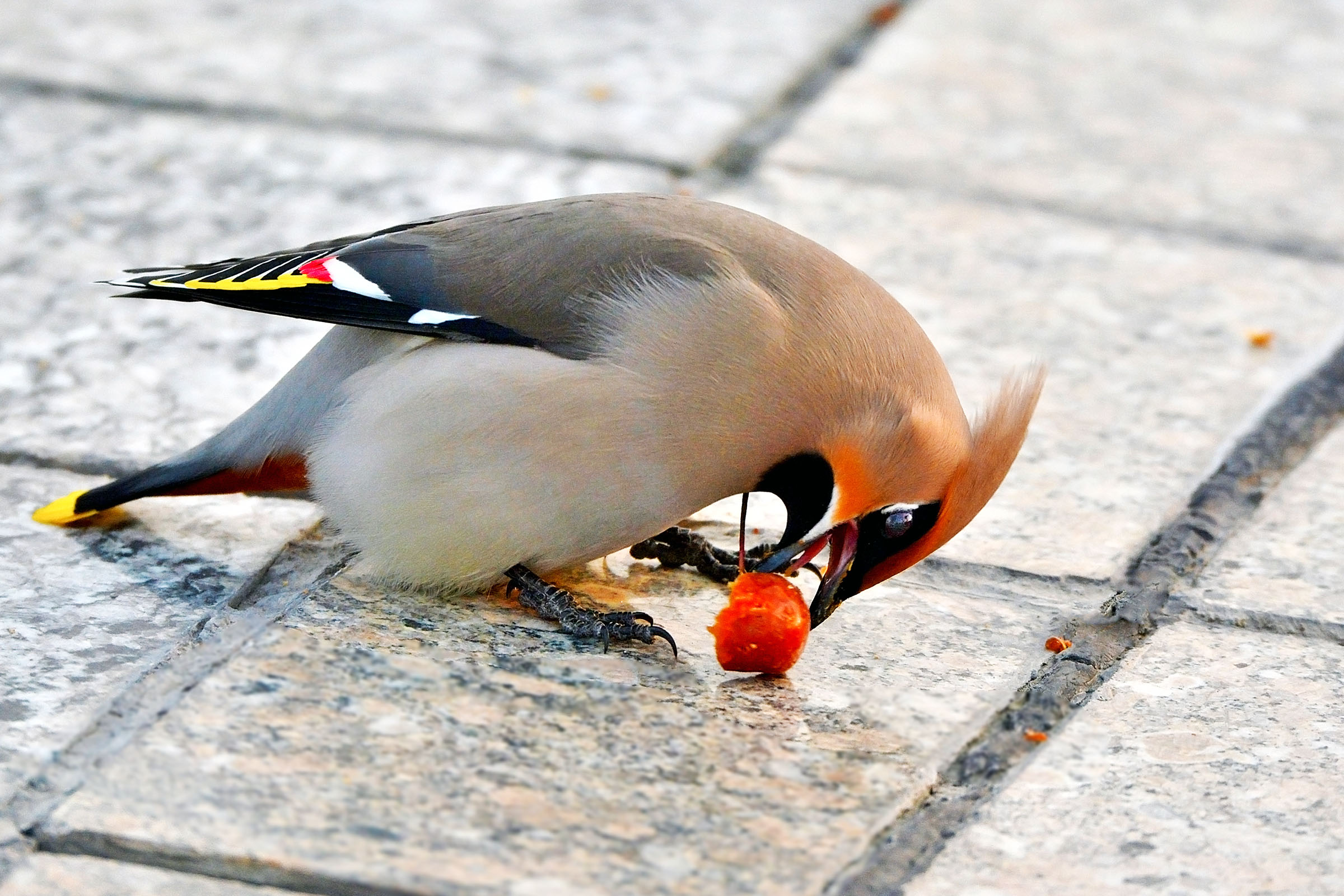 DSC_6810.jpg