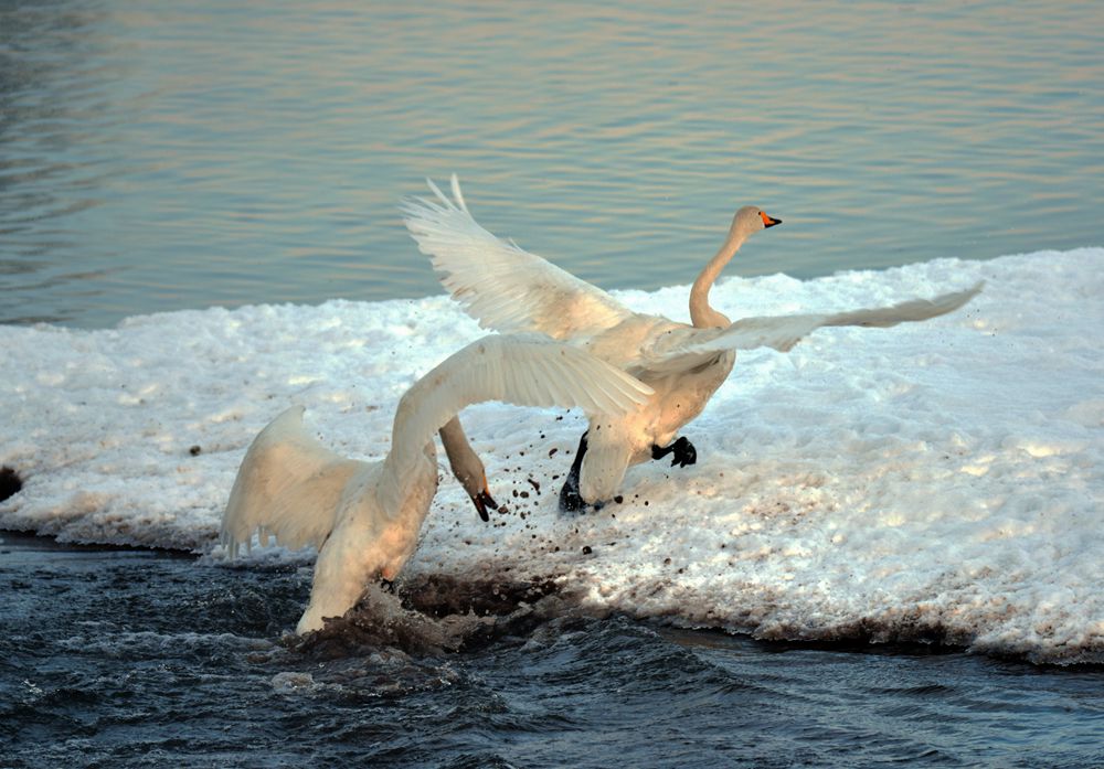 DSC_4420_.jpg