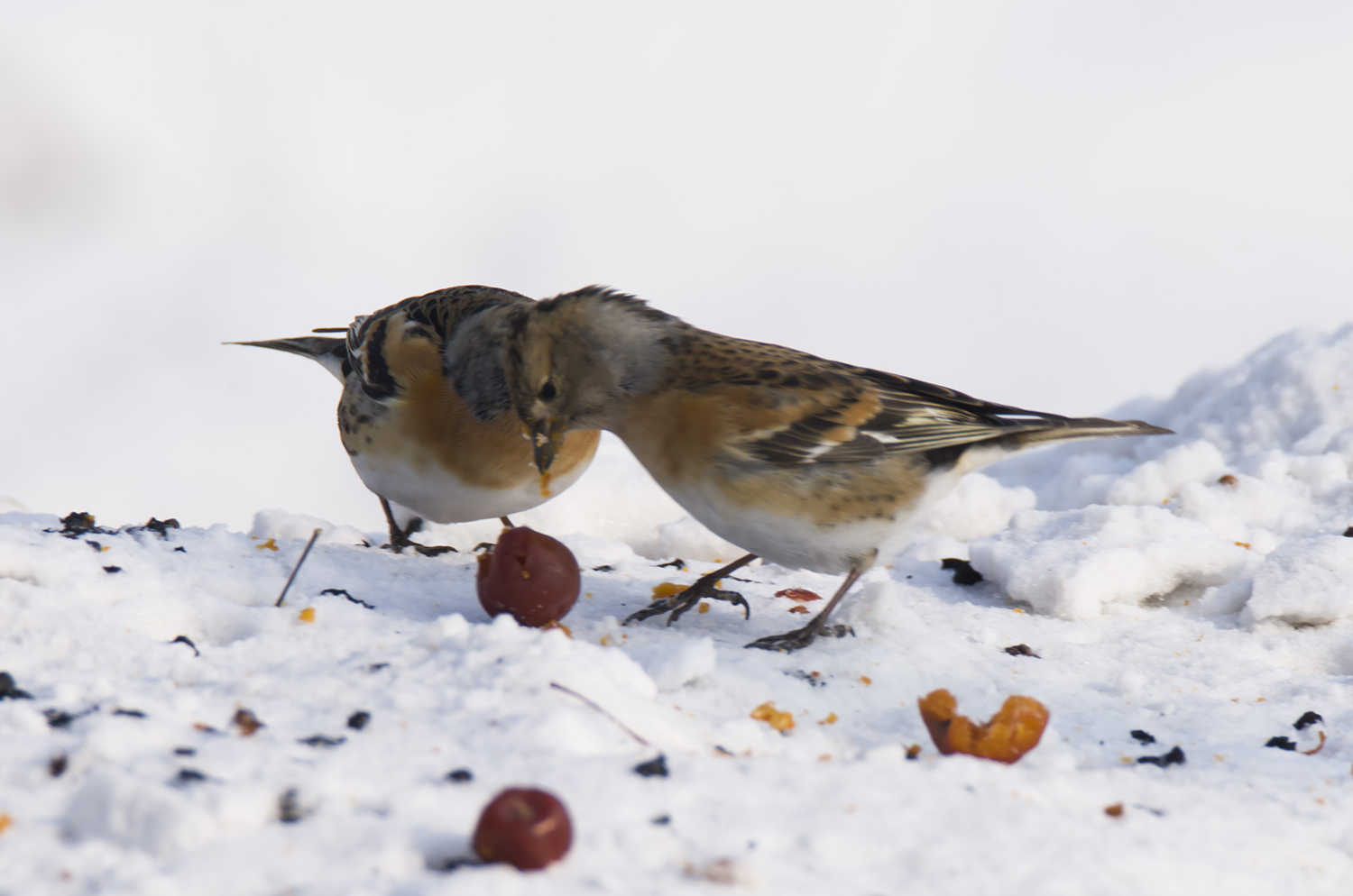 _DSC7666.JPG