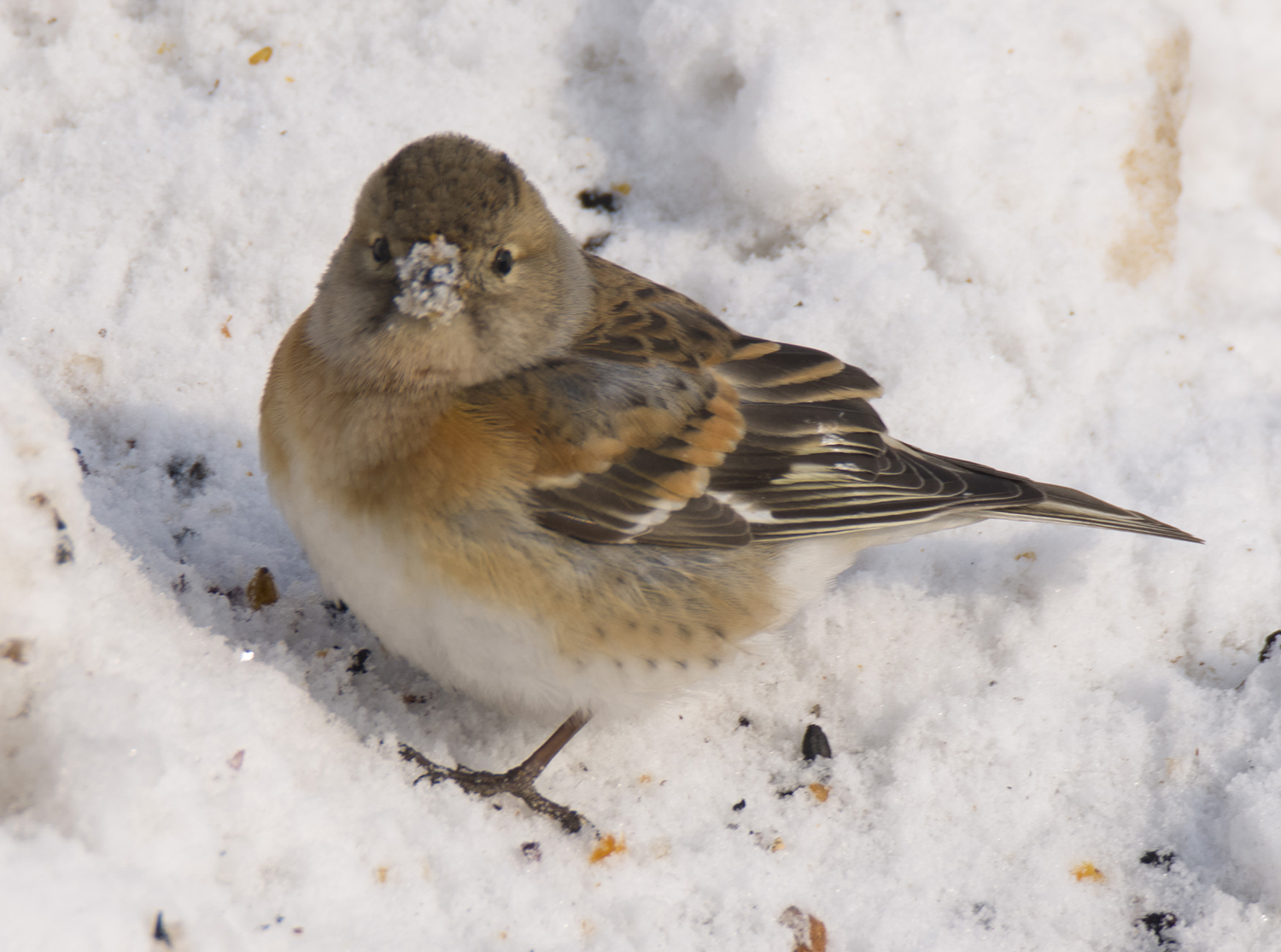 _DSC7657.JPG